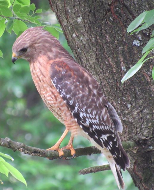 Red-shouldered Hawk