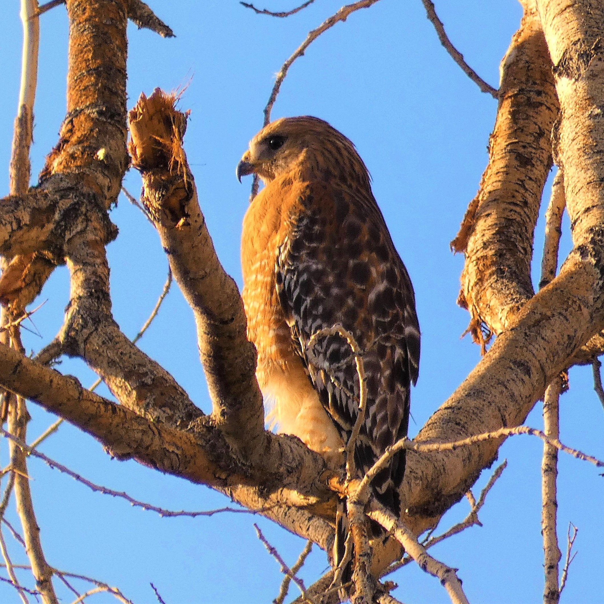 Red-Shouldered Hawk