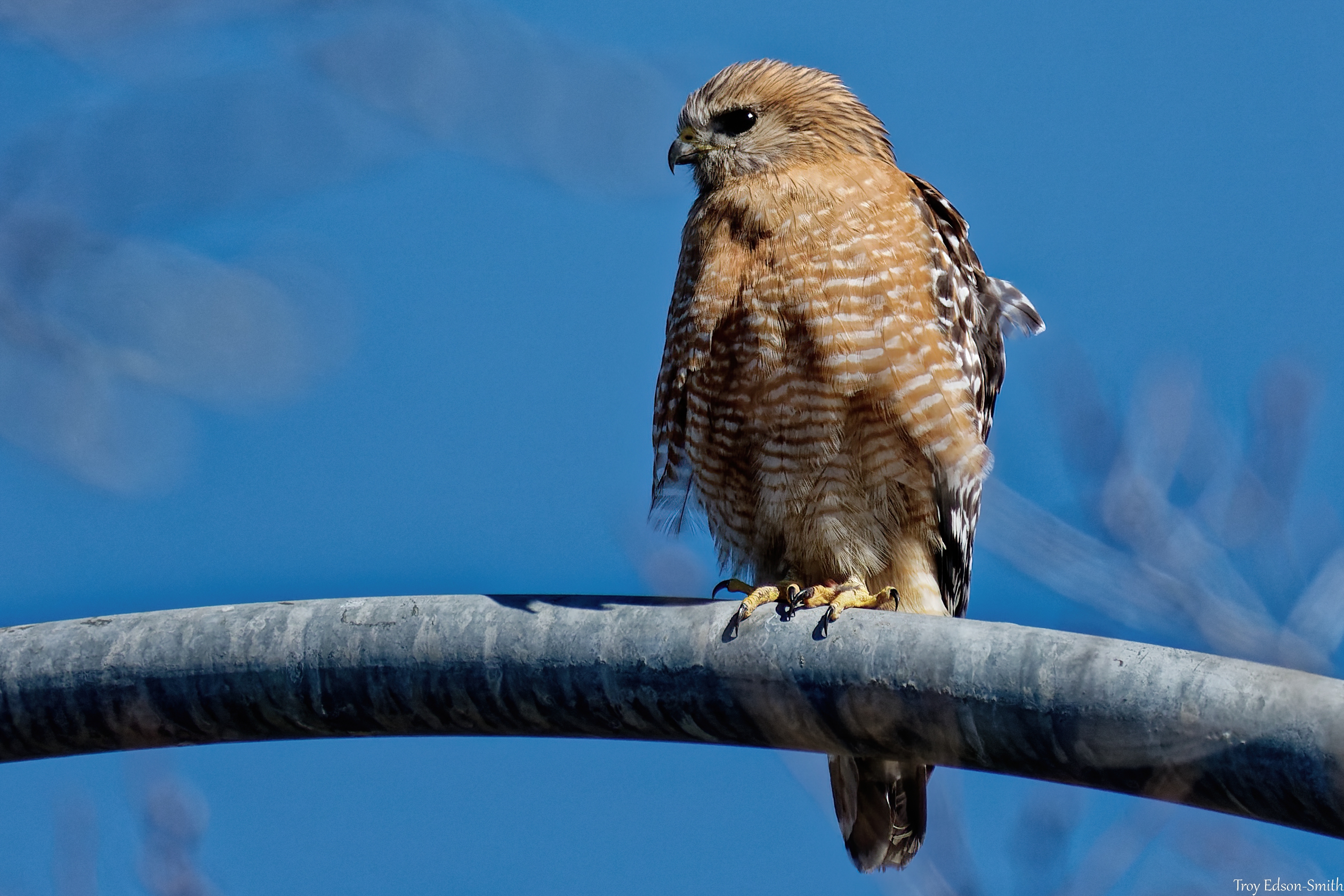 Red-shouldered Hawk