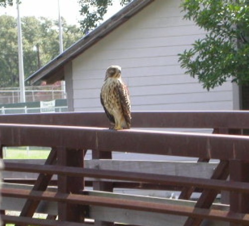 Red-shouldered hawk