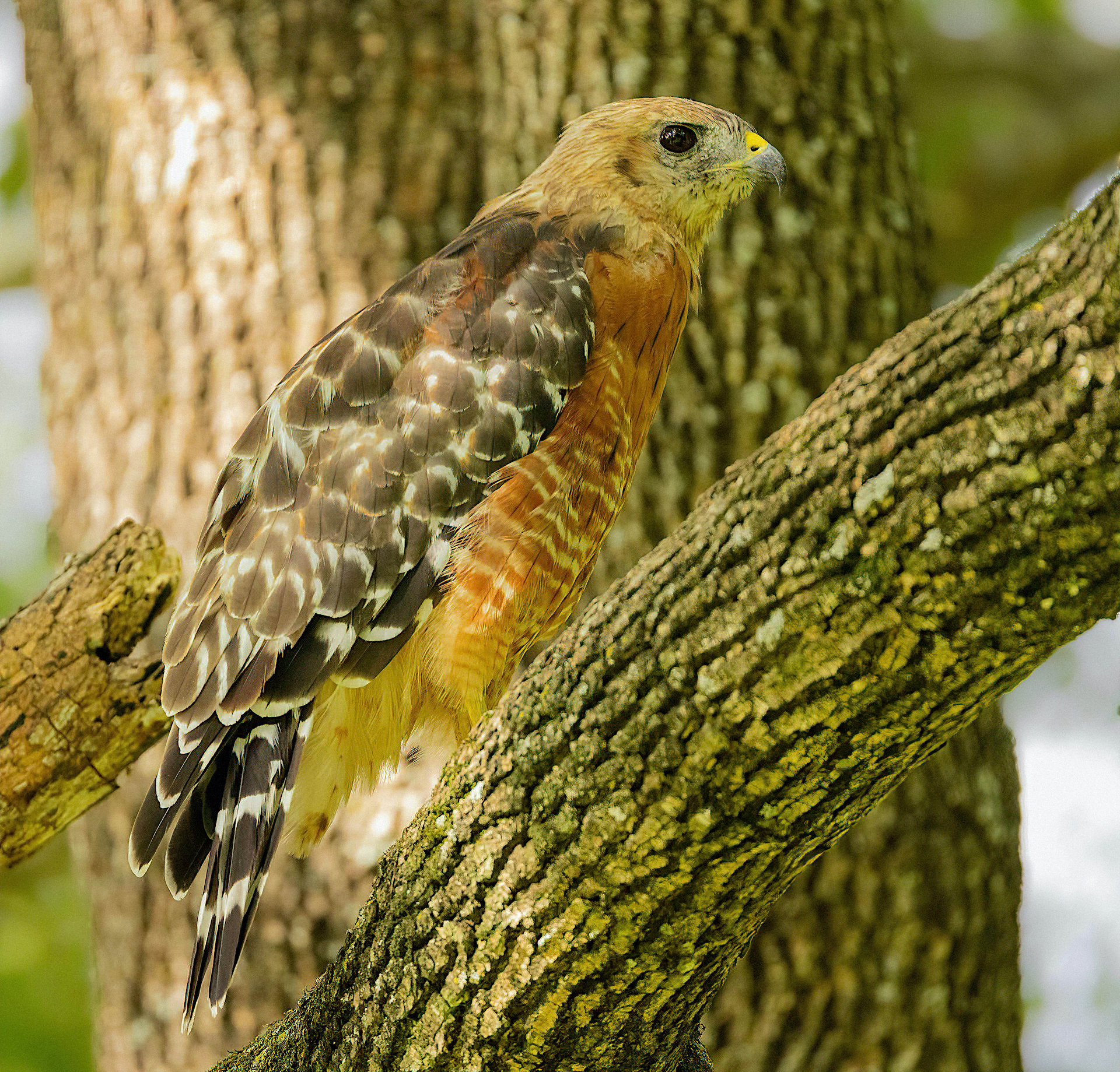 Red-shouldered Hawk