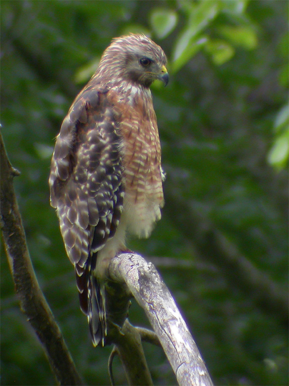 Red-Shouldered Hawk