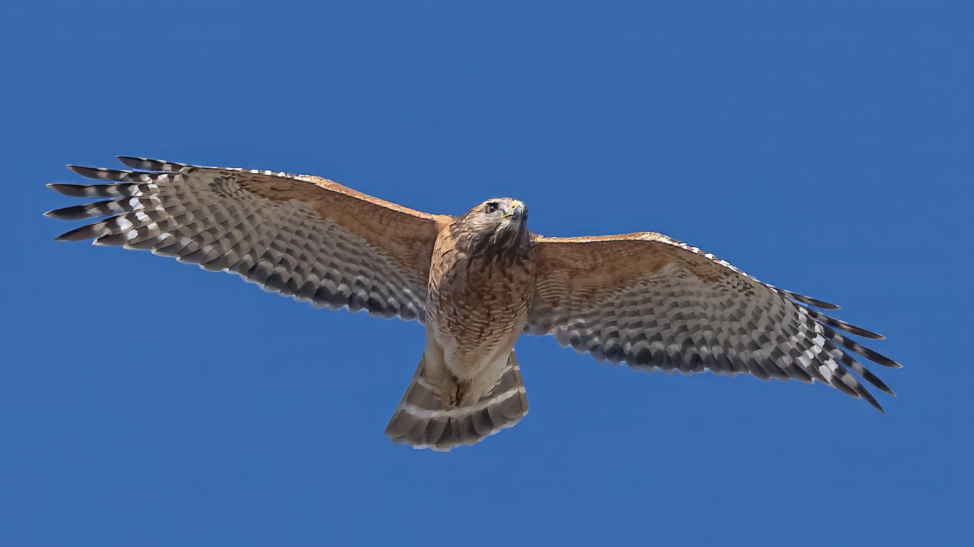 Red-shouldered Hawk