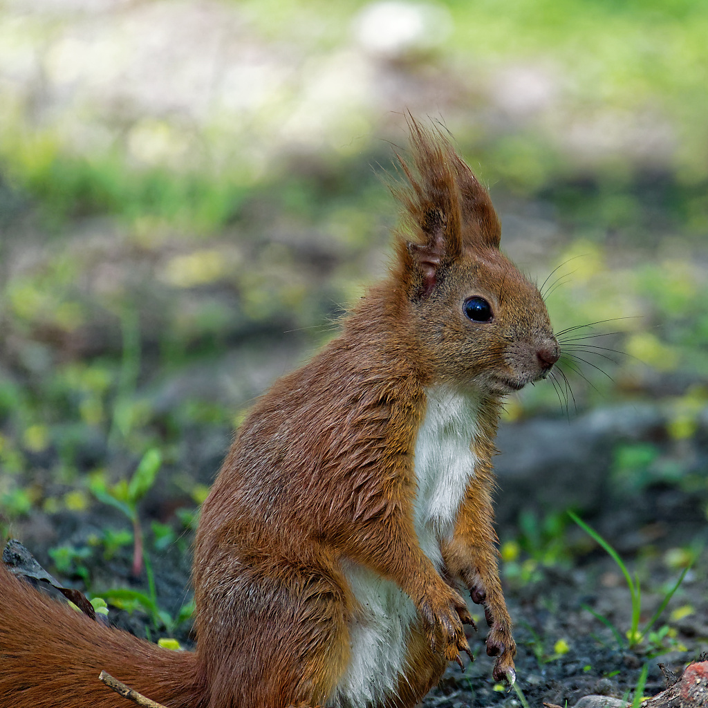 Red Squirrel closeup