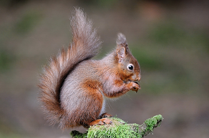 red squirrel posing