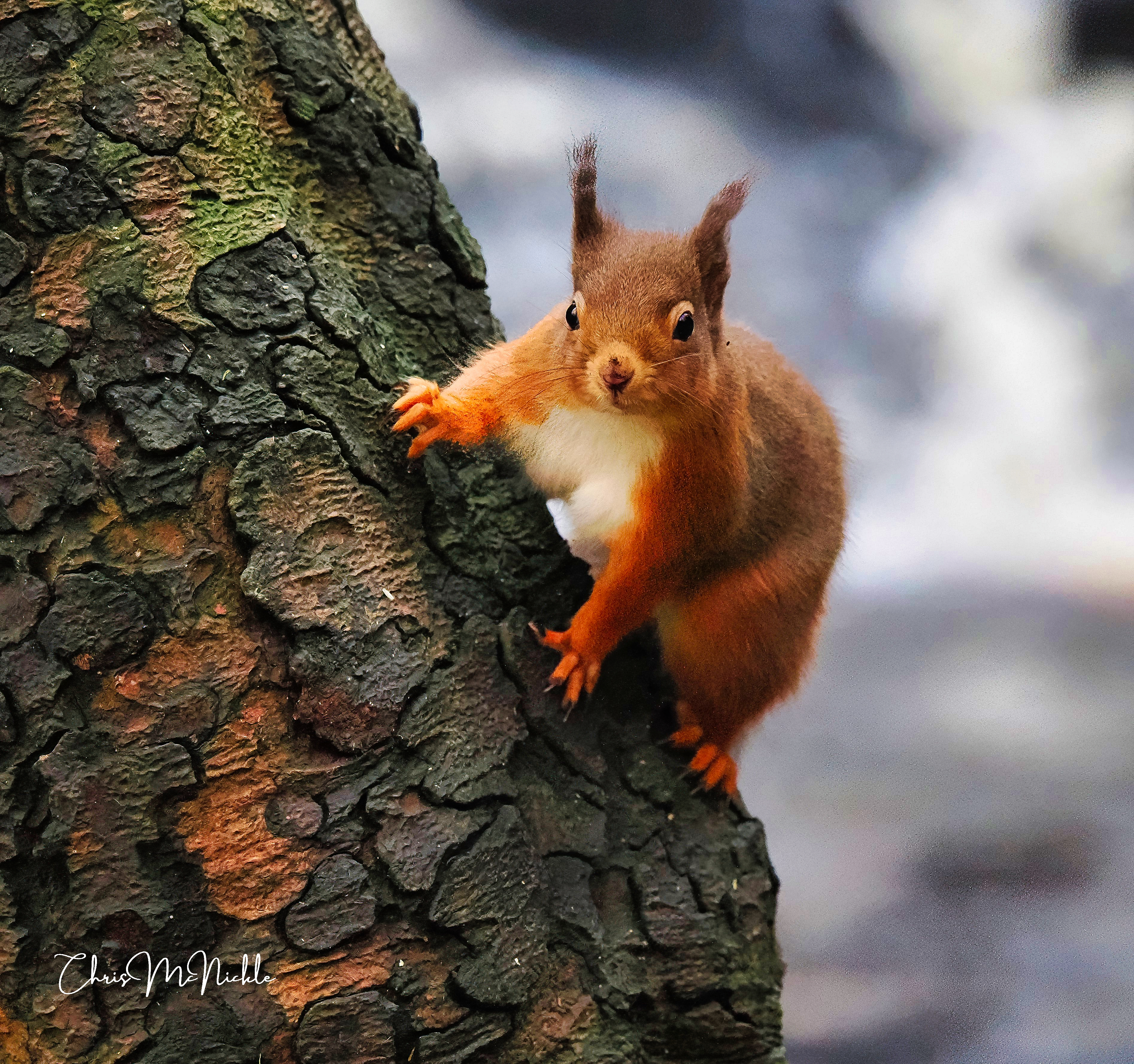 Red Squirrel - Sciurus vulgaris
