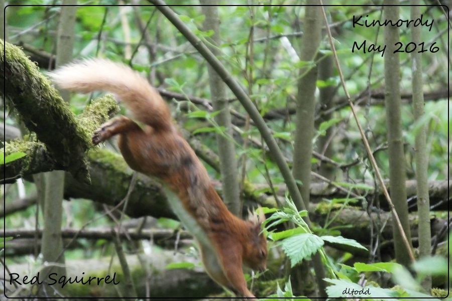 Red Squirrel