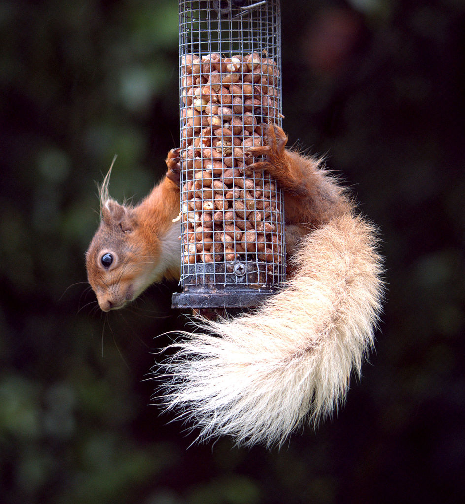 Red Squirrel