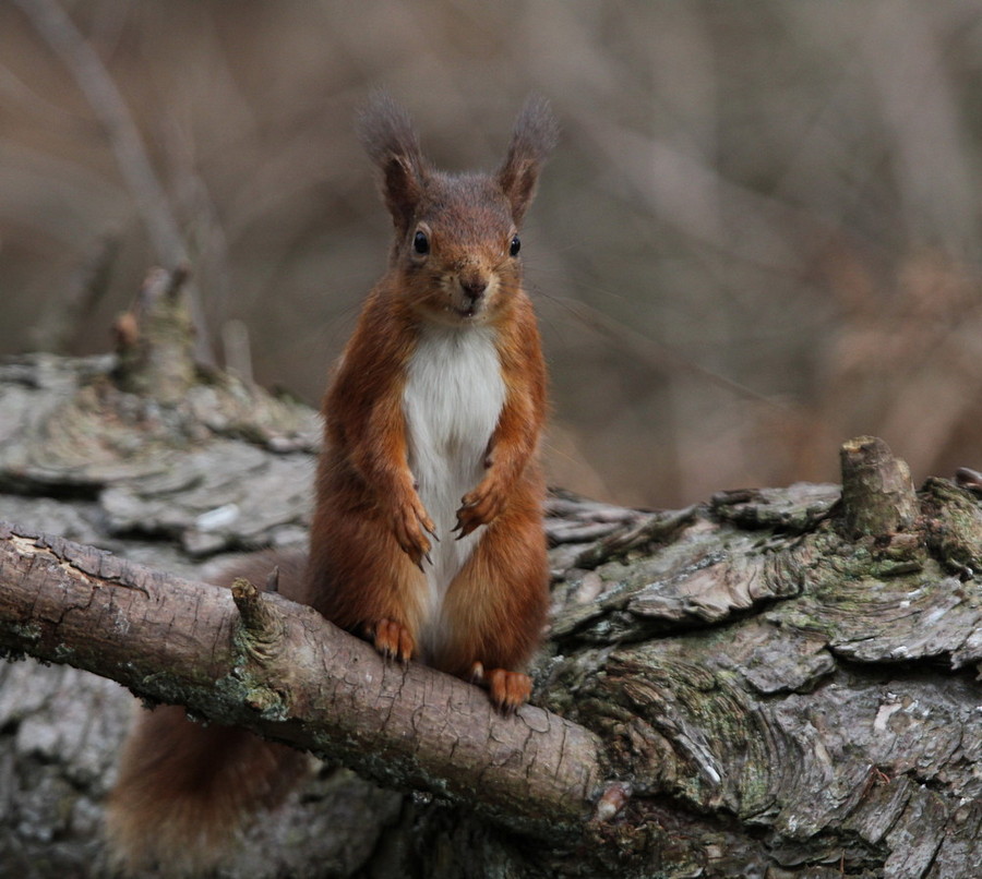 red squirrel