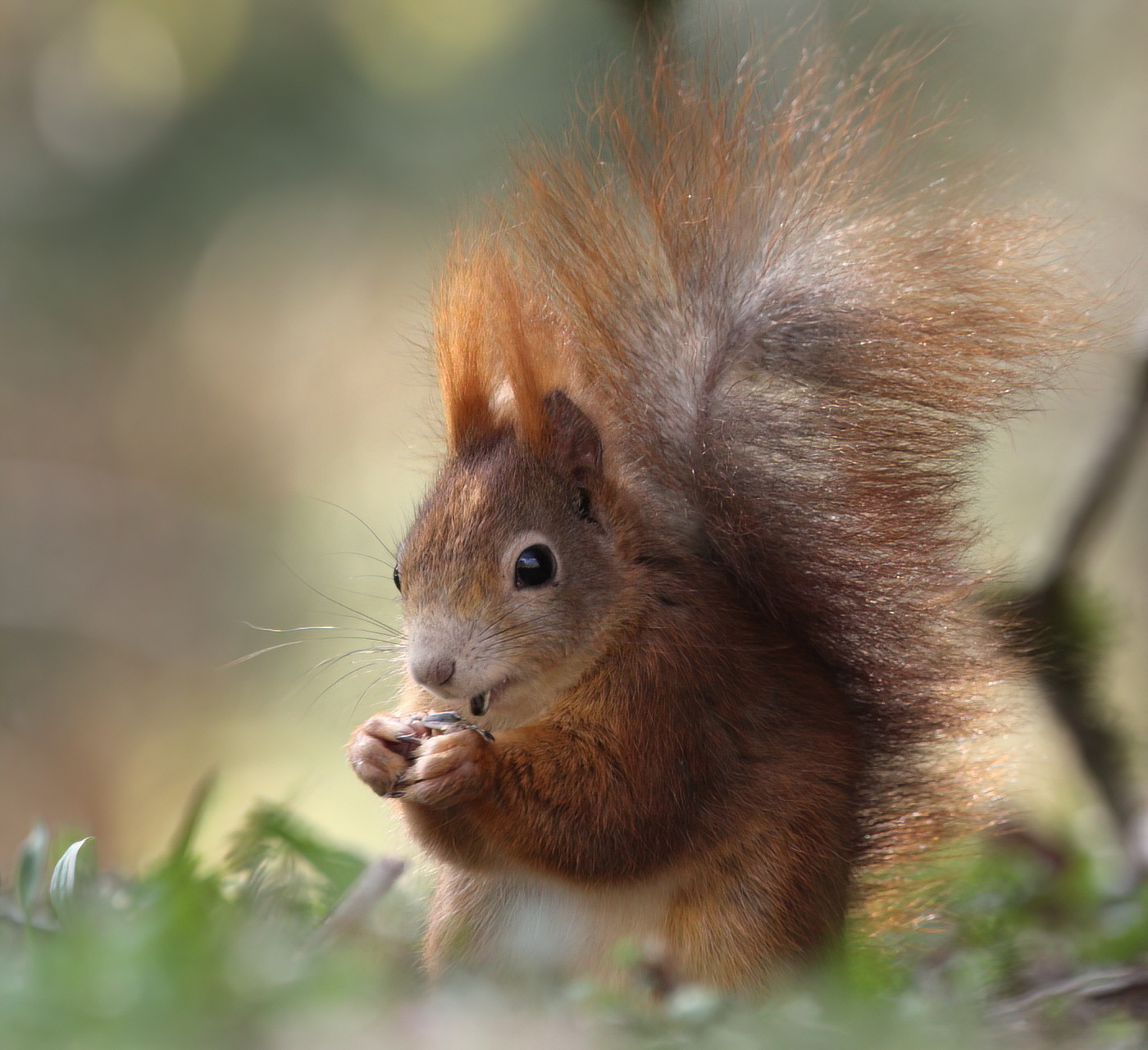 Red squirrel