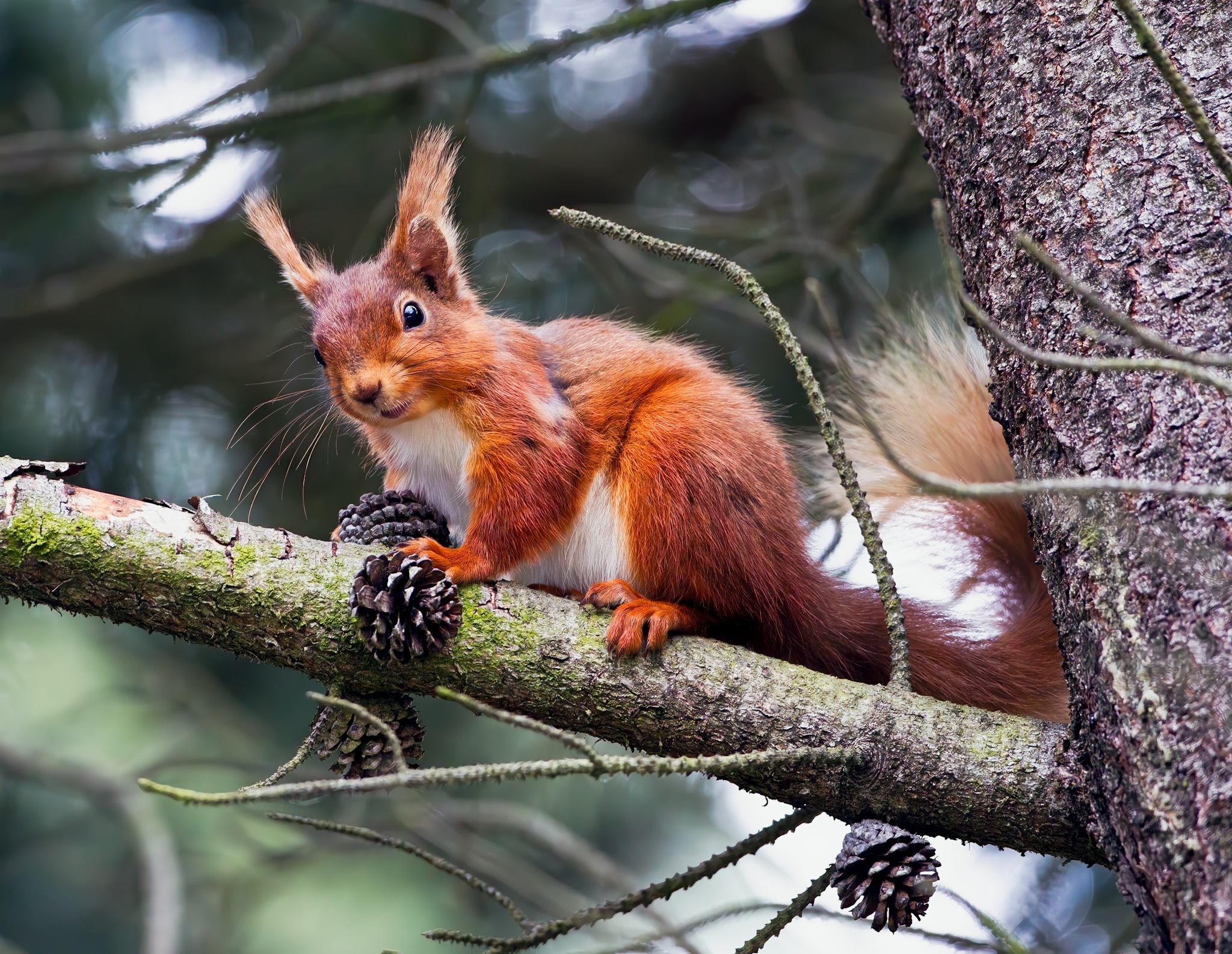 Red Squirrel....