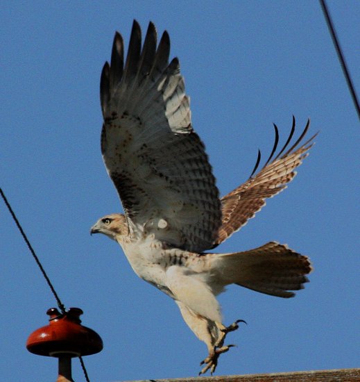 Red Tail Hawk