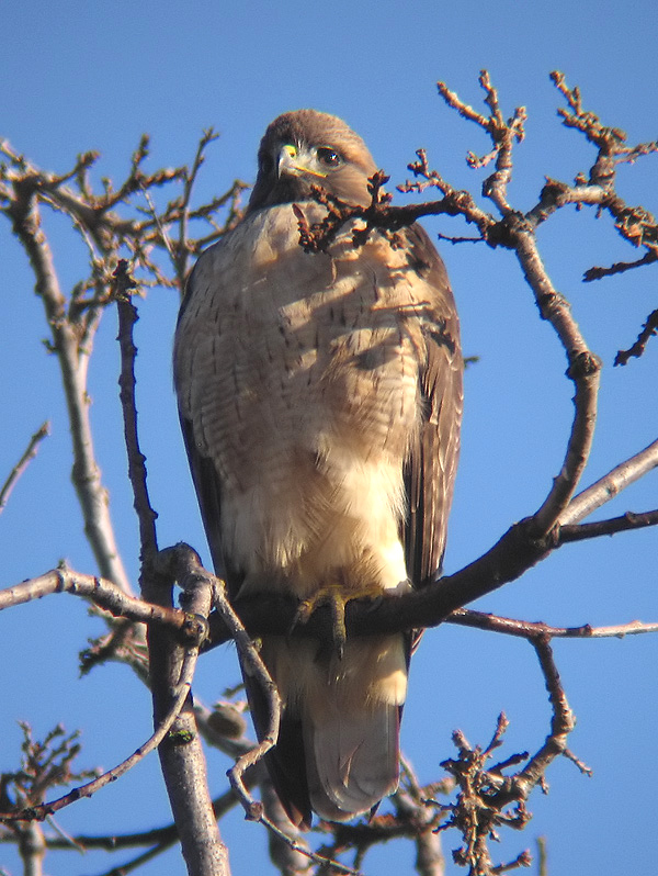 Red Tail Hawk