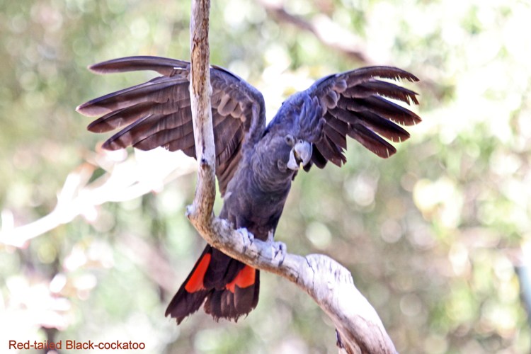 Red-tailed Black-cockatoo male