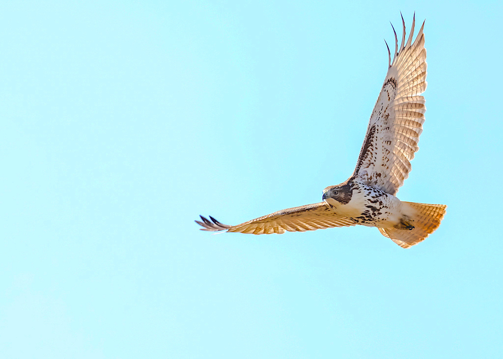 Red-tailed Hawk (1st yr bird).jpg