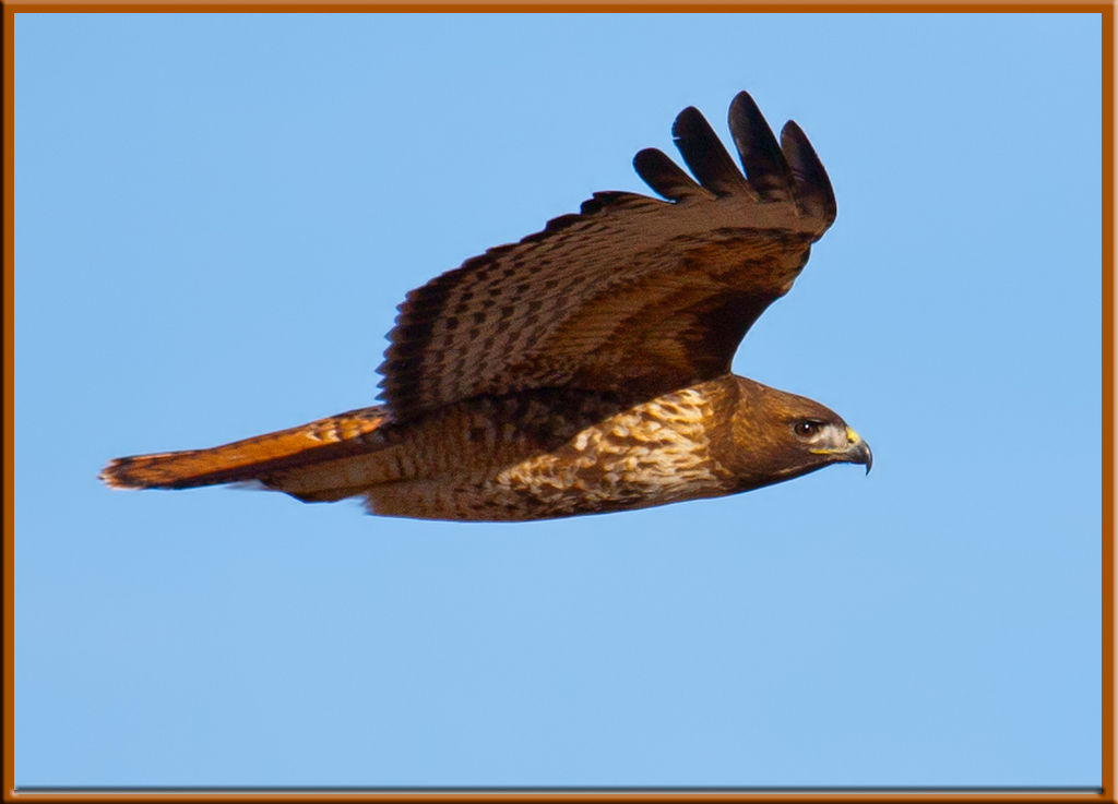 Red-tailed Hawk In Flight