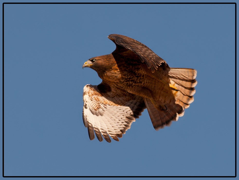 Red-Tailed Hawk in Flight