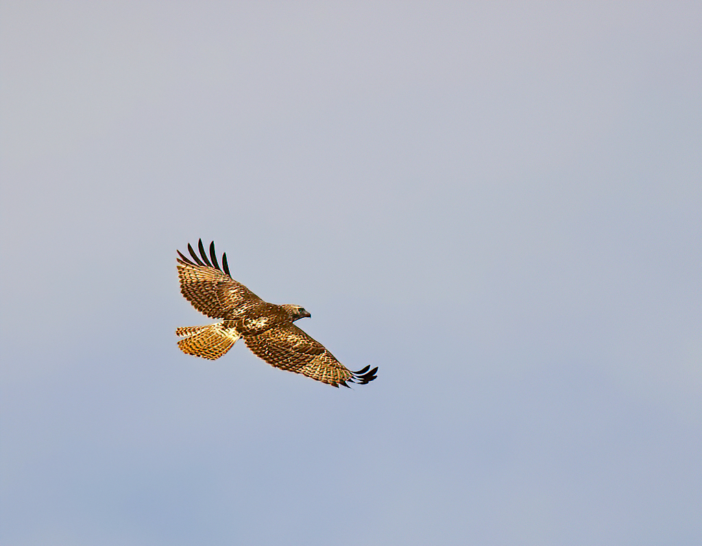 Red-tailed Hawk (juvenile).jpg