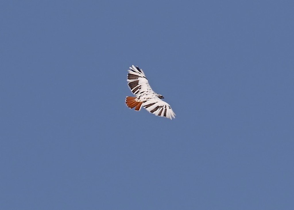 Red-tailed Hawk (leucistic)