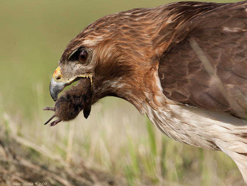 Red-tailed hawk with mouse