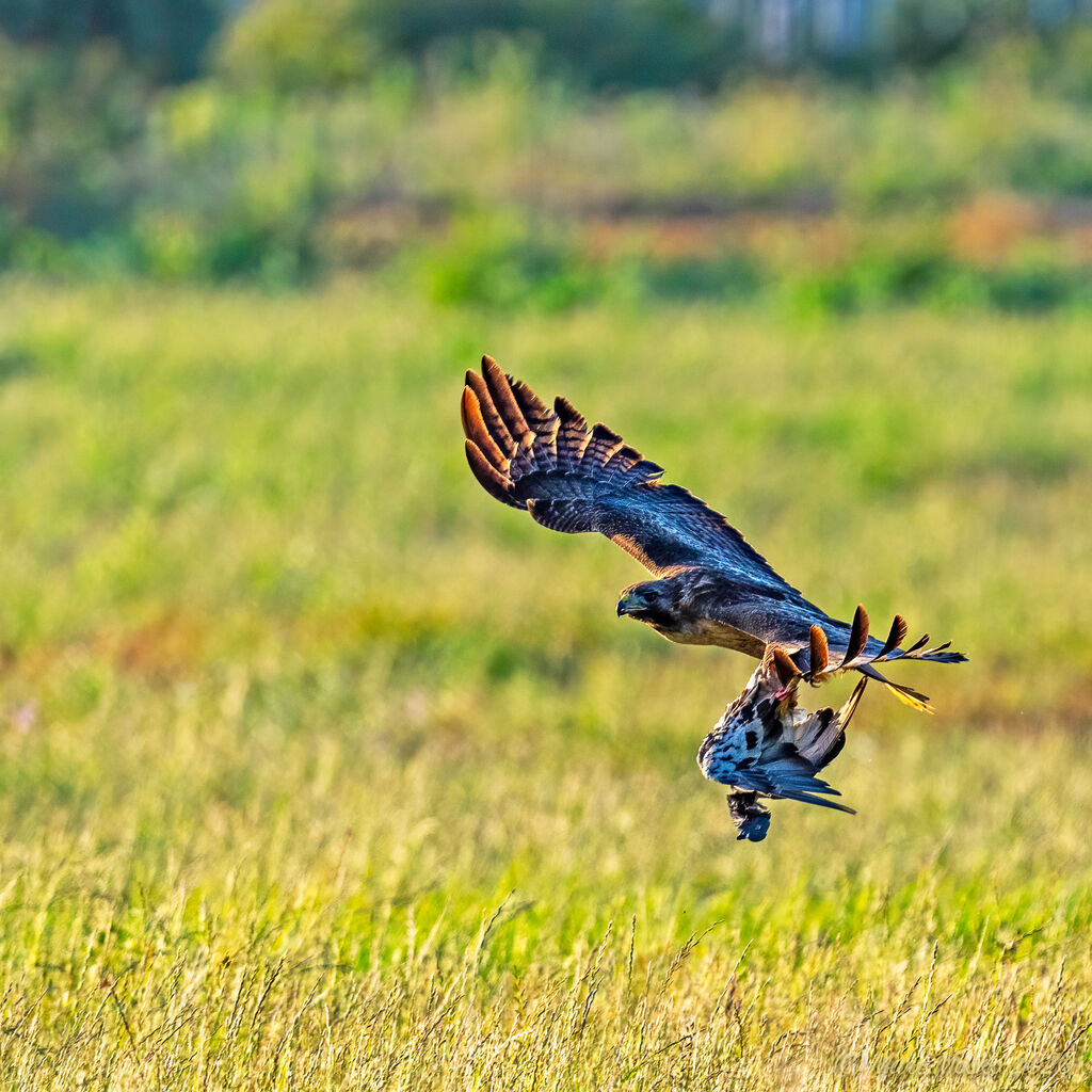 Red-tailed hawk with prey (pigeon?)