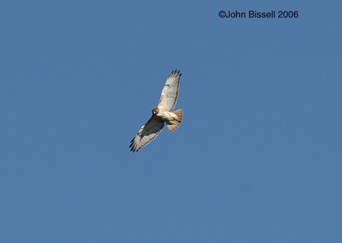 Red-tailed Hawk