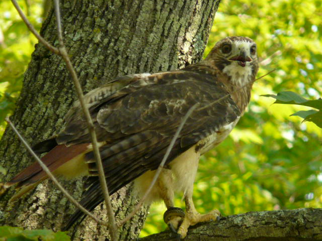 Red-tailed hawk