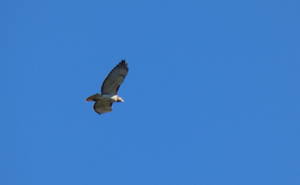 Red-tailed hawk