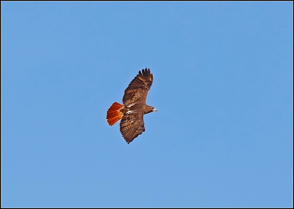 Red-tailed Hawk