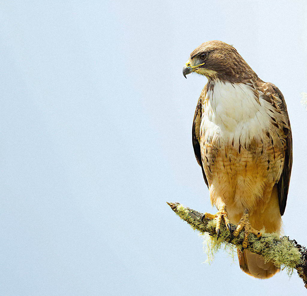 Red-tailed Hawk