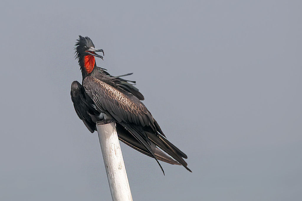 Red throat Frigate