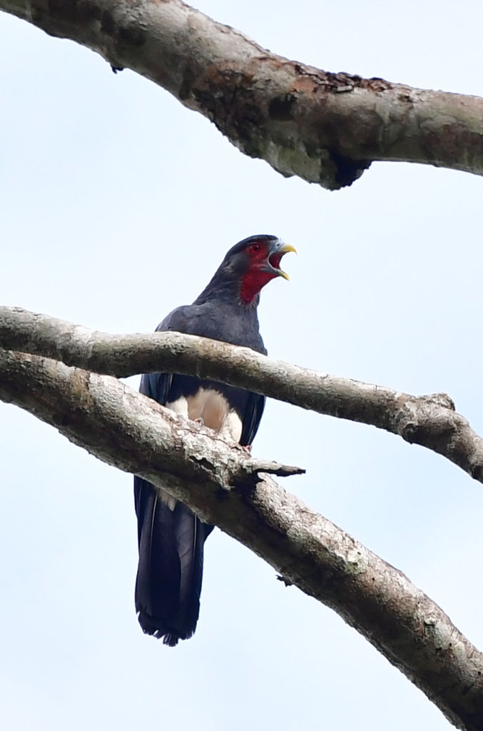 Red-throated Caracara