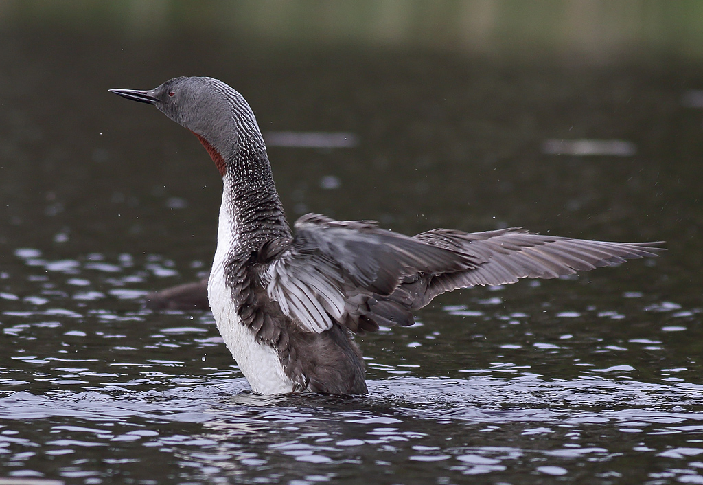 Red-Throated Diver