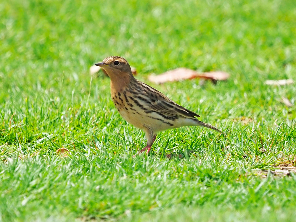 Red-throated pipit