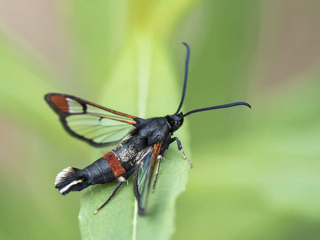 Red-tipped Clearwing