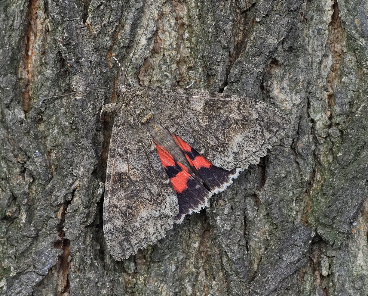 Red Underwing