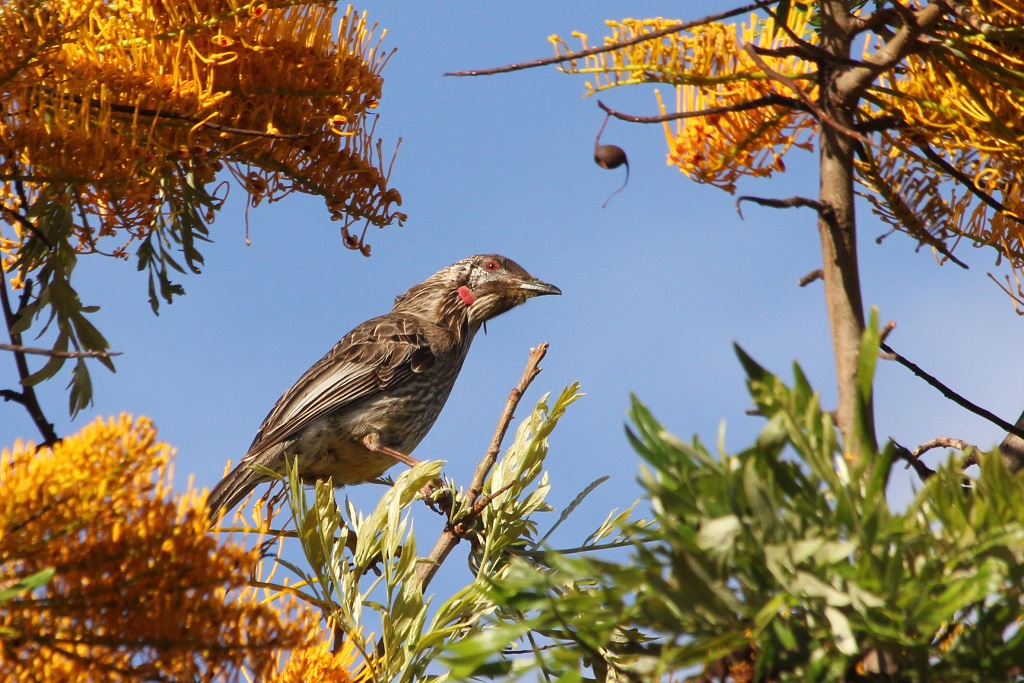 red wattlebird