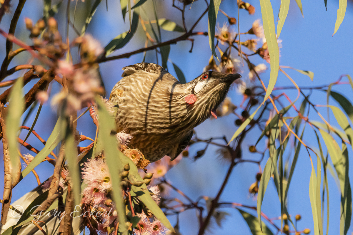 Red Wattlebird