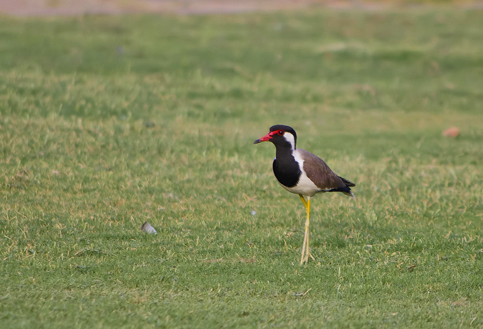 Red Wattled Lapwing
