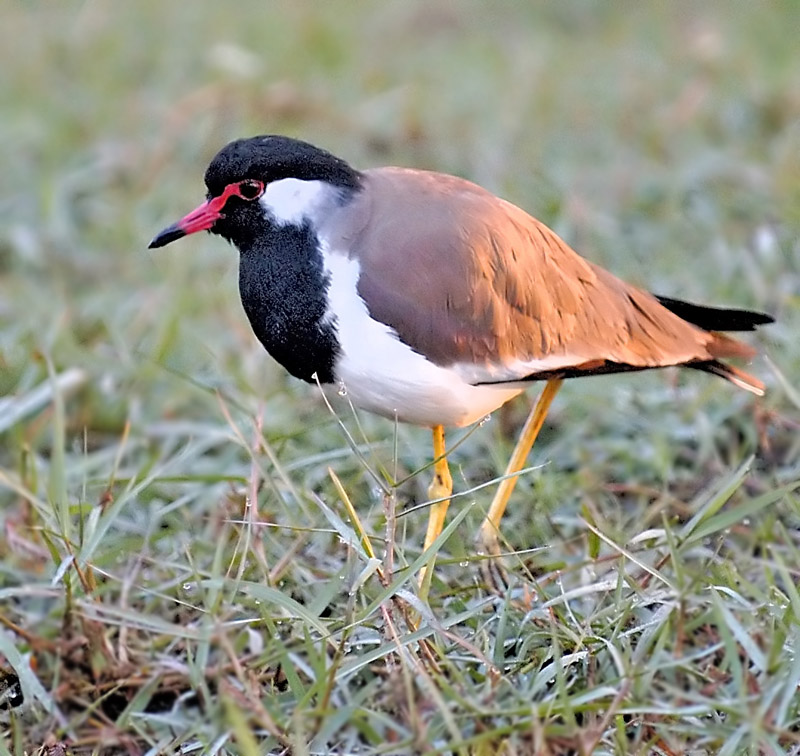Red wattled lapwing