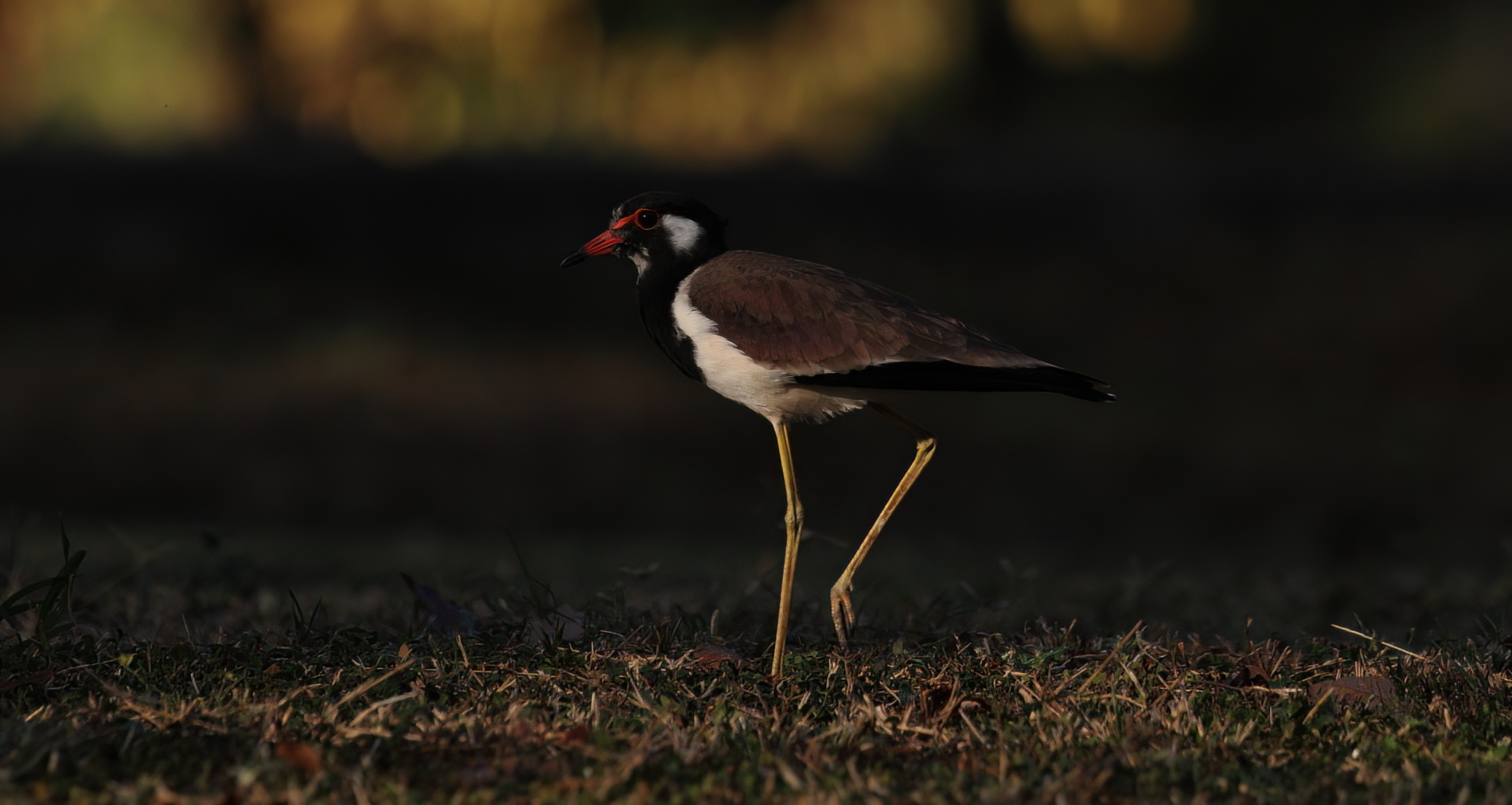 Red-wattled Lapwing
