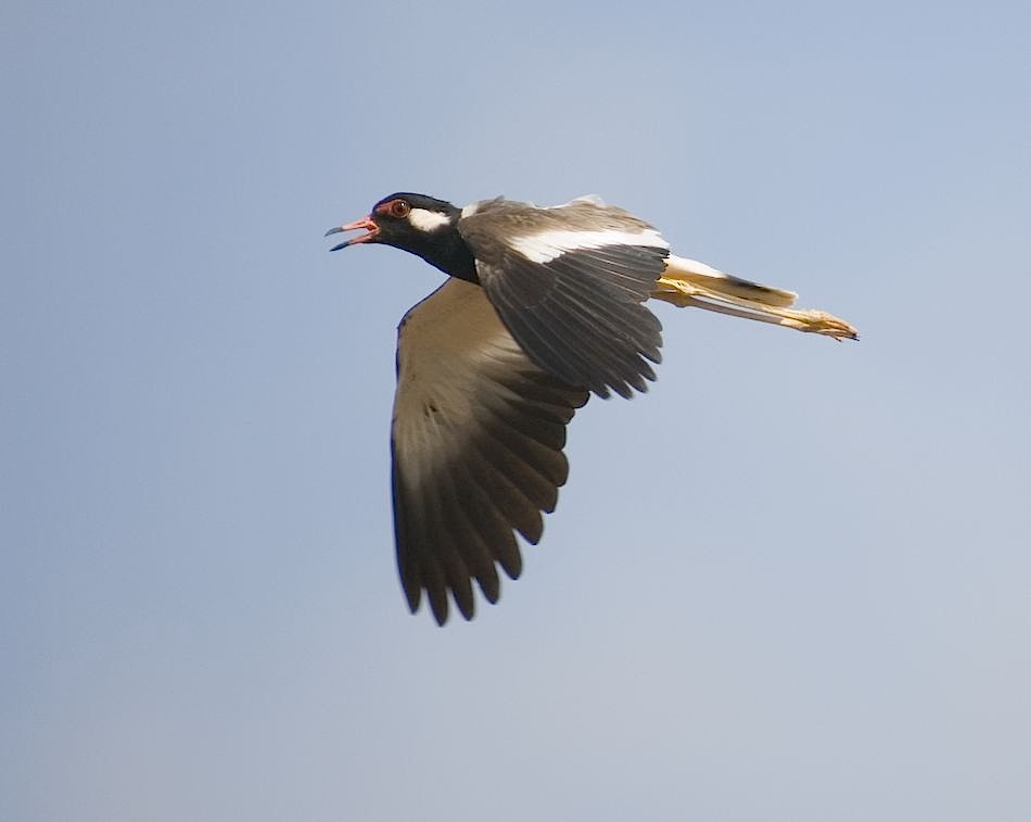 Red-Wattled Lapwing