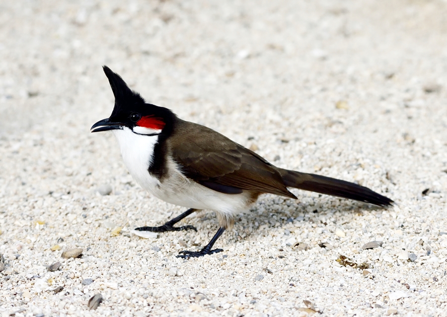 Red Whiskered Bulbul