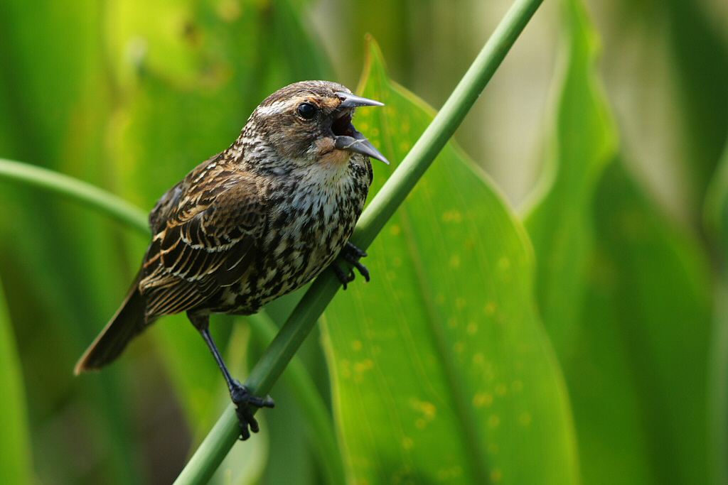 Red-winged blackbird, female