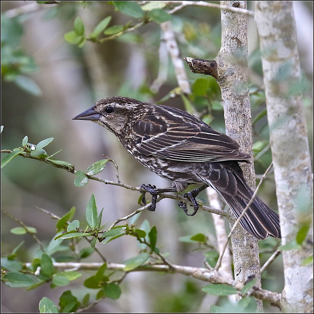 Red-winged Blackbird (female)