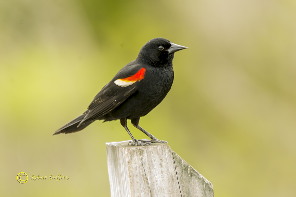 Red-winged Blackbird, Male