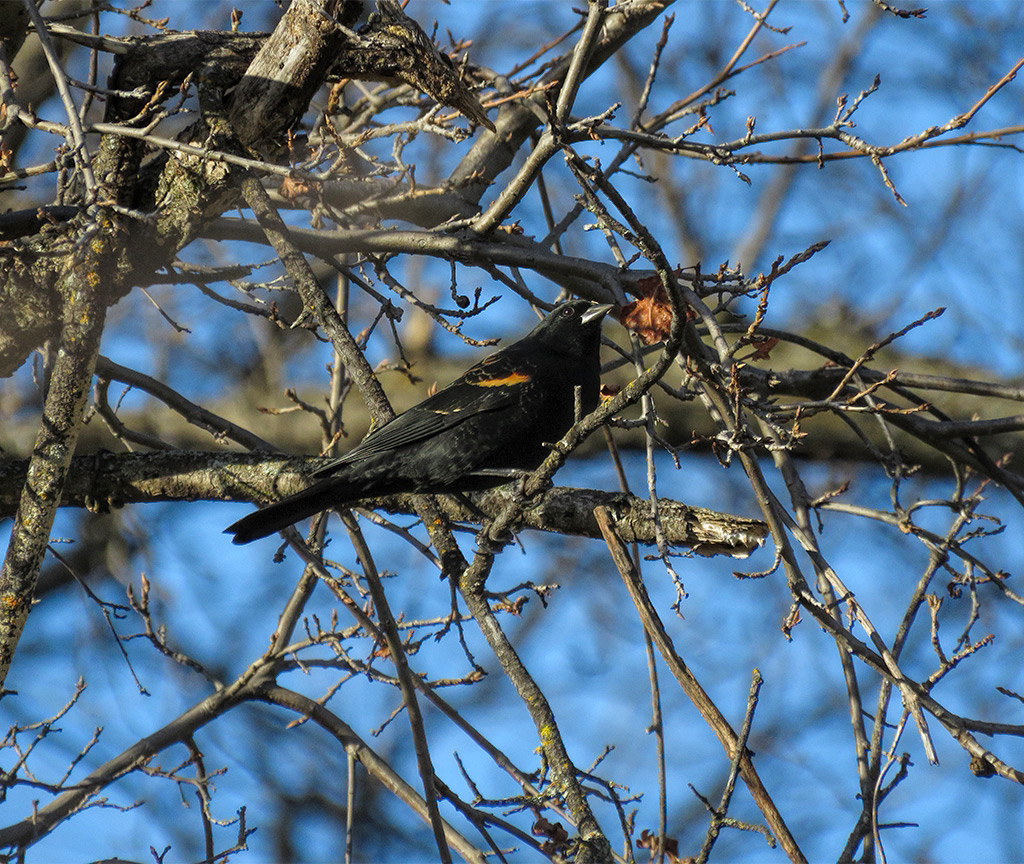 Red-Winged Blackbird