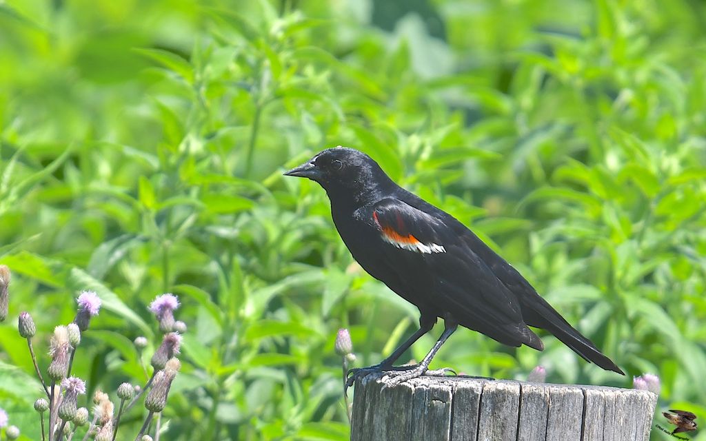 Red-winged Blackbird