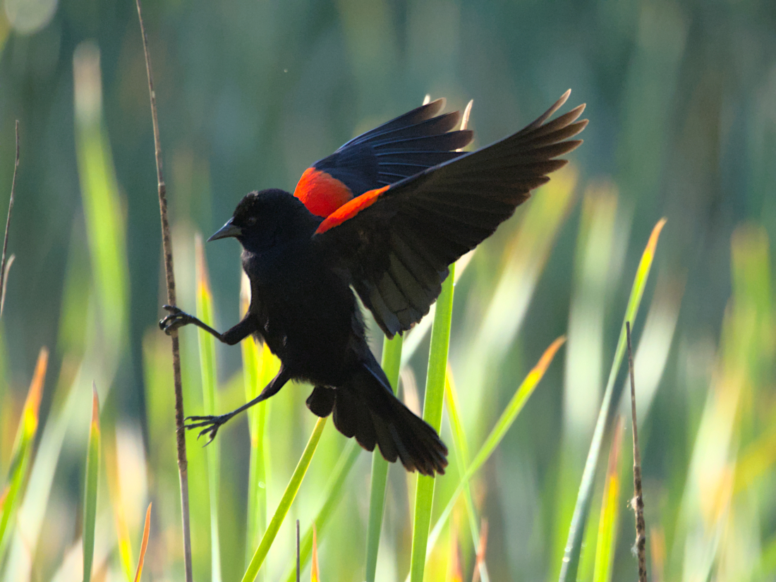 red-winged blackbird