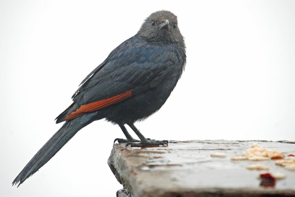 Red-winged Starling